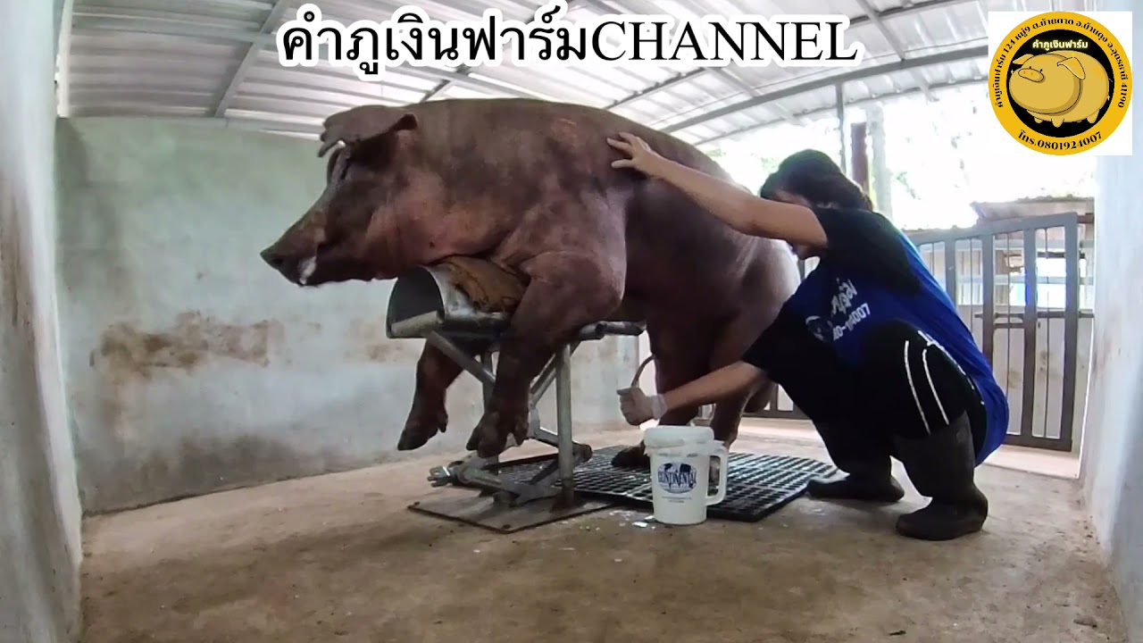 EP.128 Mr.Ben Duroc KPN 010|ฝึกพ่อพันธุ์ขึ้นหุ่น|season2|ข้อดีของการผสมเทียม|@คําภูเงินฟาร์ม CHANNEL