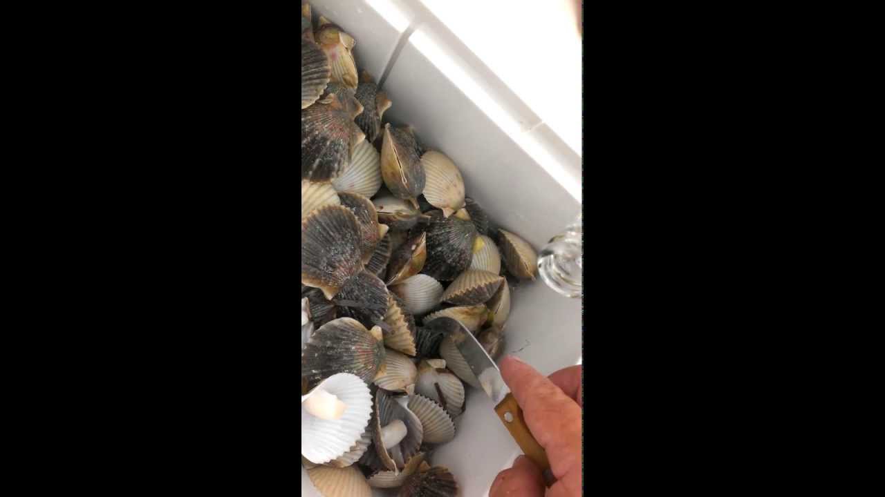 How to Catch Scallops in Florida FlatsMafia Fishing Show FlatsMafia