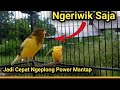 Kenari Gacor Panjang Idola Kicau Mania Untuk Merangsang Kenari Ngeriwik Saja Agar Cepat Ngeplong Mp3 - Mp4 Download