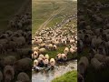 #farming #viralvideo #sheep #shortsviral