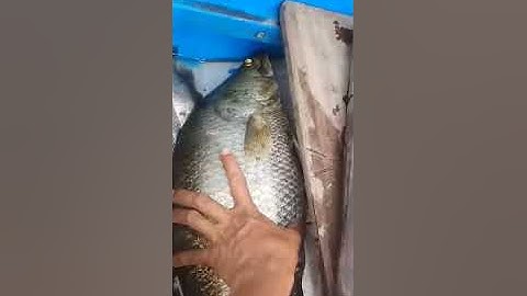 Kích Cá Nước Mặn Gặp ổ Cá chẻm Siêu khủng 0985802199