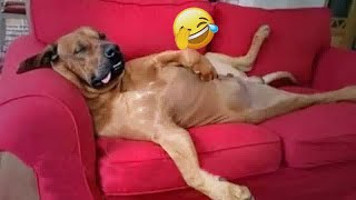 Best Funniest Cats 😹 - Don't try to hold back Laughter 😂 Funny Cats 2023 #108 by DT Pets 295 views 4 months ago 12 minutes, 21 seconds
