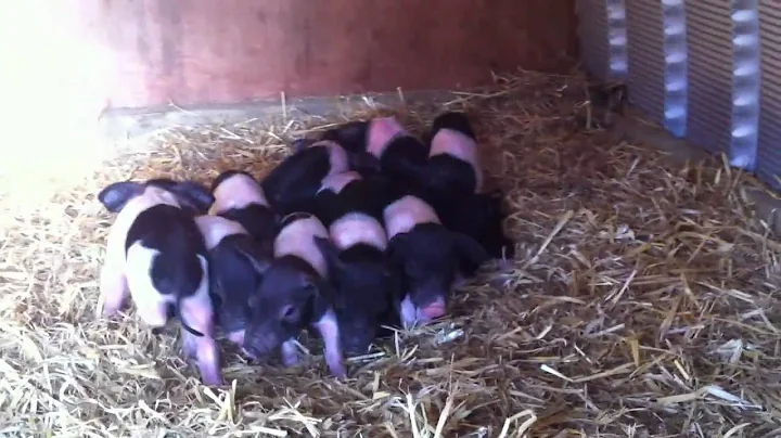 Winder Hall and Lizzie the Sow proudly announce th...
