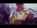 Giant Lake Erie Perch!(2 Man Limit)