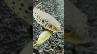 Pufferfish Tandem spawning.- Tetraodon schoutedeni @OliverKnott_aquascaper