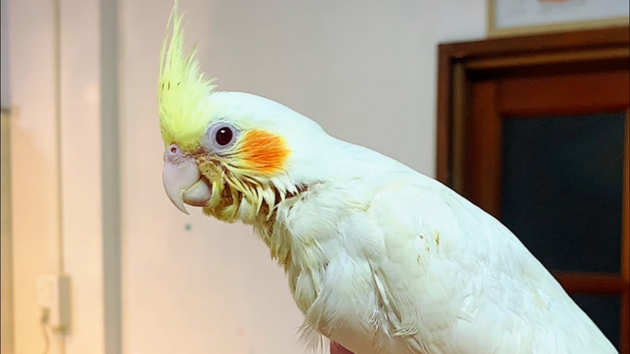 お迎えしたオカメインコの名前が決まりました - YouTube