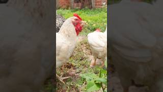 Como começar uma criação de galinhas caipiras? #poedeiras #galinhascaipira #aves #pintinhos