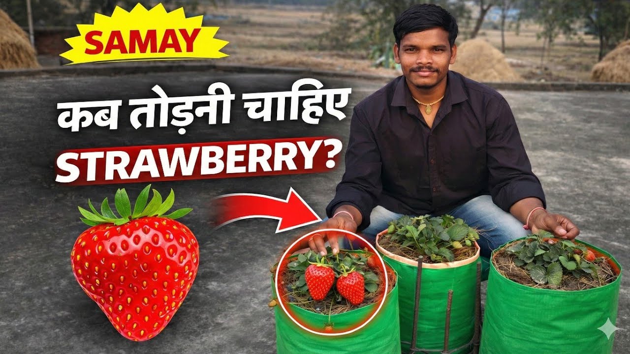 My Secret to Getting 10x MORE Strawberries! 🍓😱How to Grow Strawberries in Grow Bags: #cgfarmersuraj