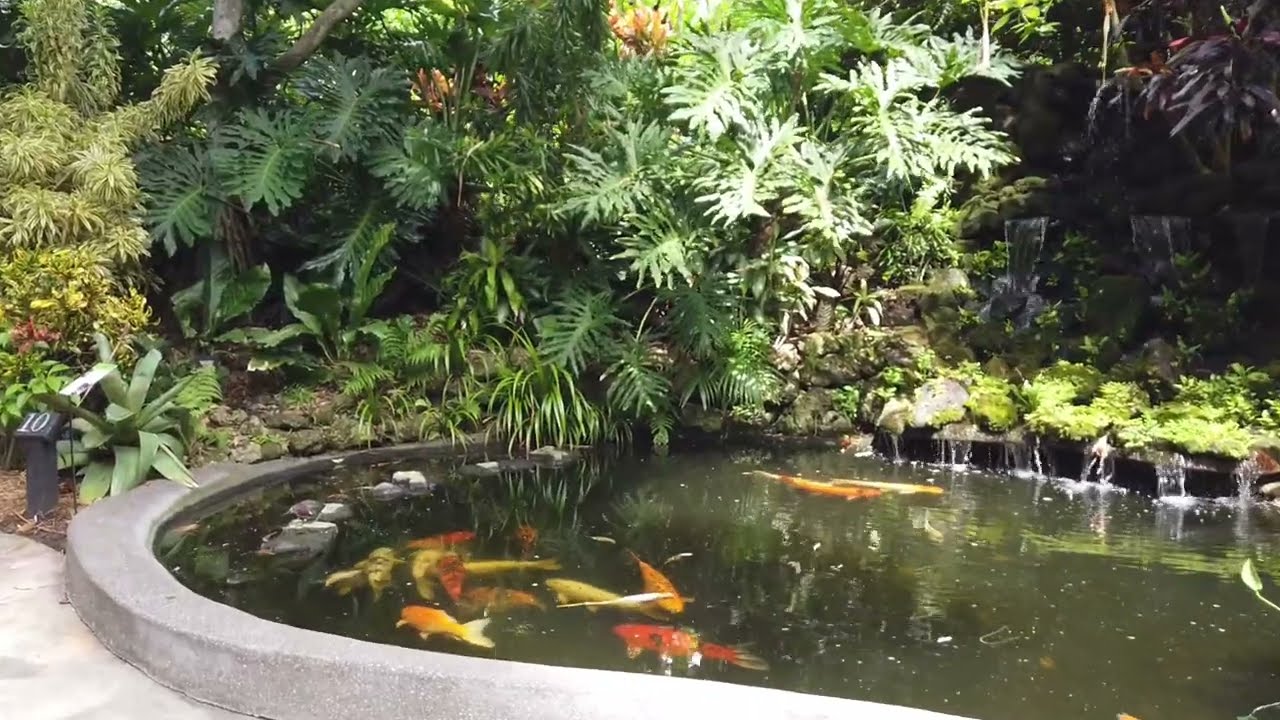 4K Garden Walk 🌿 Lush Tropical Inspiration at Sunken Gardens Florida | Relaxing Nature Video