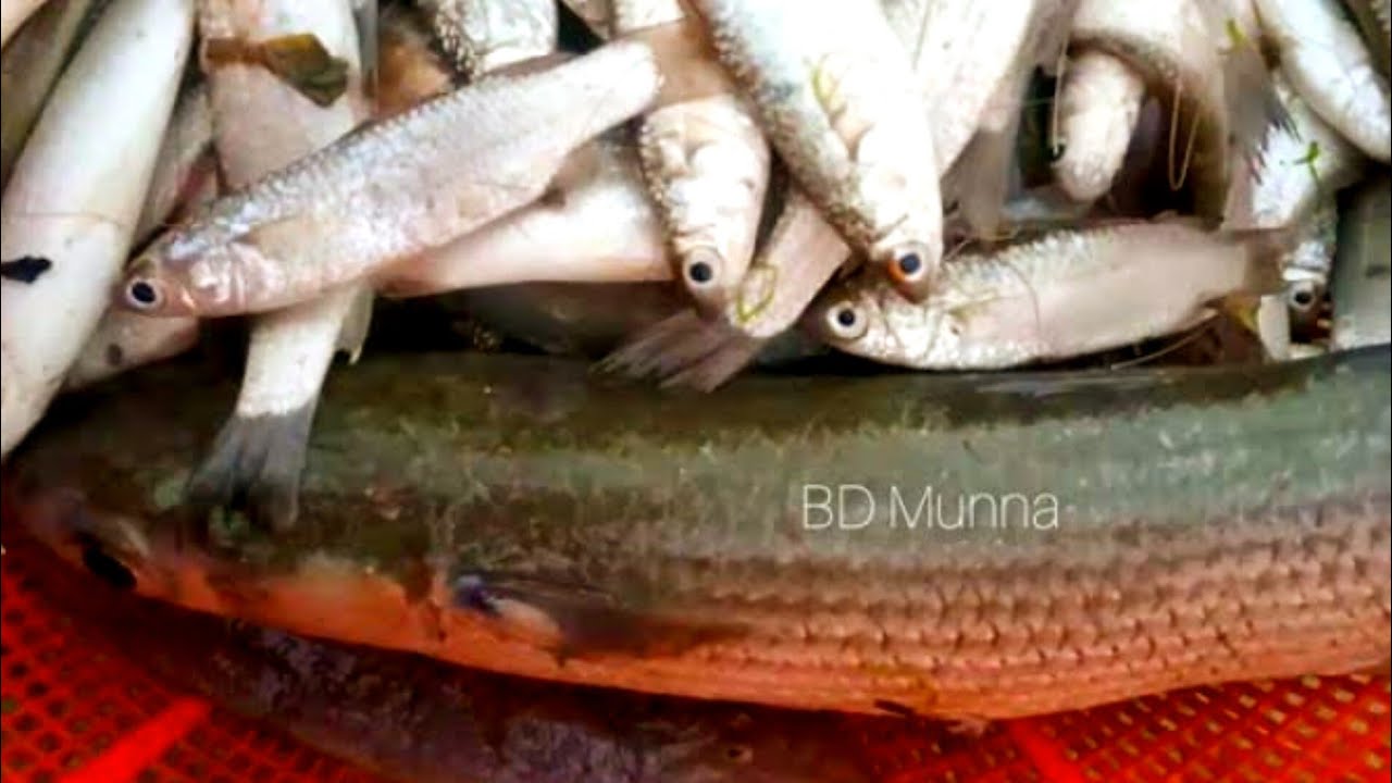 সুন্দর বনে মাছ ধরতে গিয়ে জালে প্রচুর মাছ পেলাম || Amazing  Fishing video 2023 #sundorbon