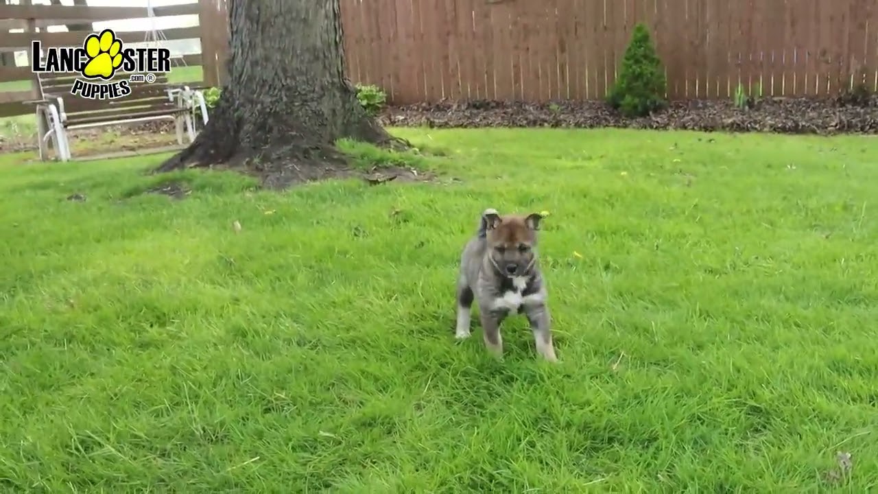 Sweet Alaskan Klee Kai Hybrid Puppy