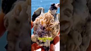What’s Growing on This Baby Turtle? 🐢 #BabyTurtle #SeaTurtle #Barnacles #OceanFacts #MarineLife