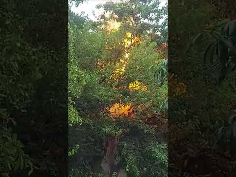 #viral#shot#electric#fire#in#green#tree