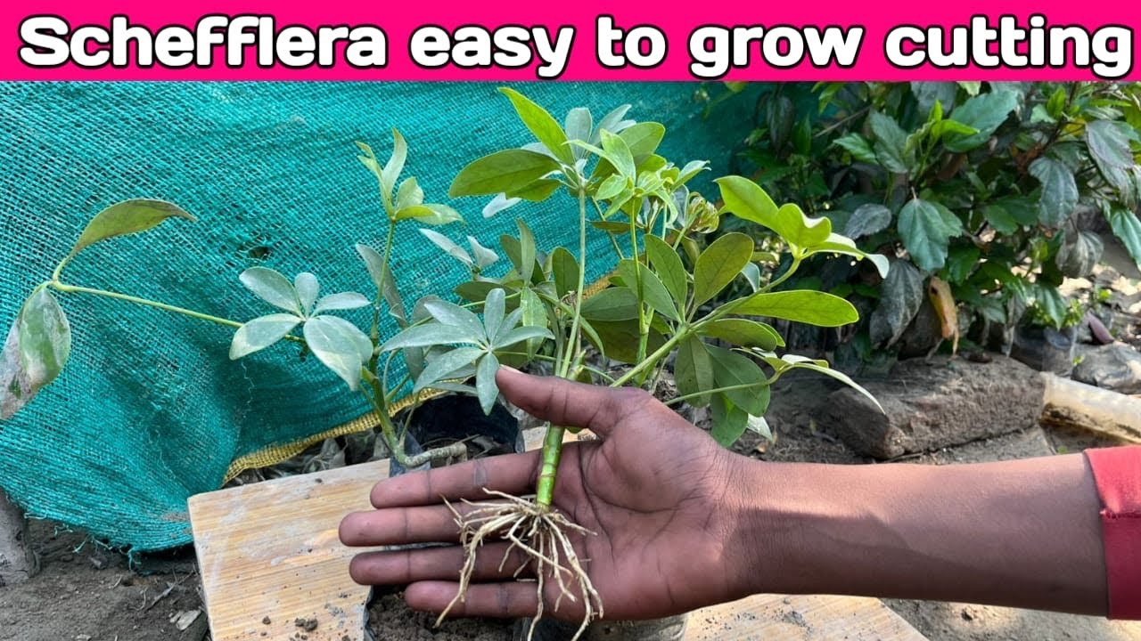 Schefflera plant ki cutting kaise lagaen How to propagation