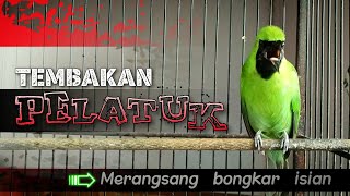 TEMBAKAN PELATUK || MASTERAN CUCAK IJO GACOR ISIAN PELATUK SAMPIT