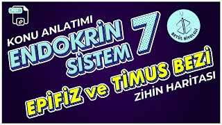 Endokrin Sistem #7 | Epifiz ve Timus Bezi | 11. Sınıf Biyoloji | AYT Biyoloji