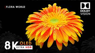 Celebrity Breathtaking Flora Life in 8K HDR 60FPS – A Cinematic Flower Experience Wealth