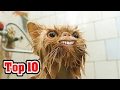 Top 10 RAREST Cat Breeds の動画、YouTube動画。
