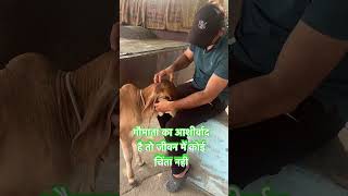 #viralvideo #neet #farming #cow #kota #automobile #animalshorts #viral #narendramodi #agricultures