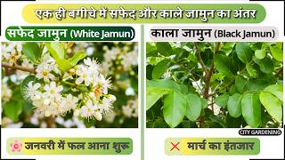 Garden Update: जामुन की जुगलबंदी; सफेद जामुन में बहार, काले जामुन का इंतज़ार! White vs Black Jamun