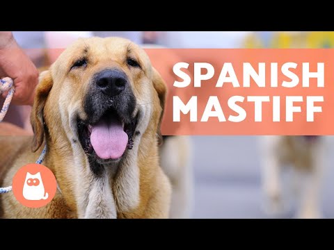 Video: Ayredale Terrier cinsinin ətraflı təsviri