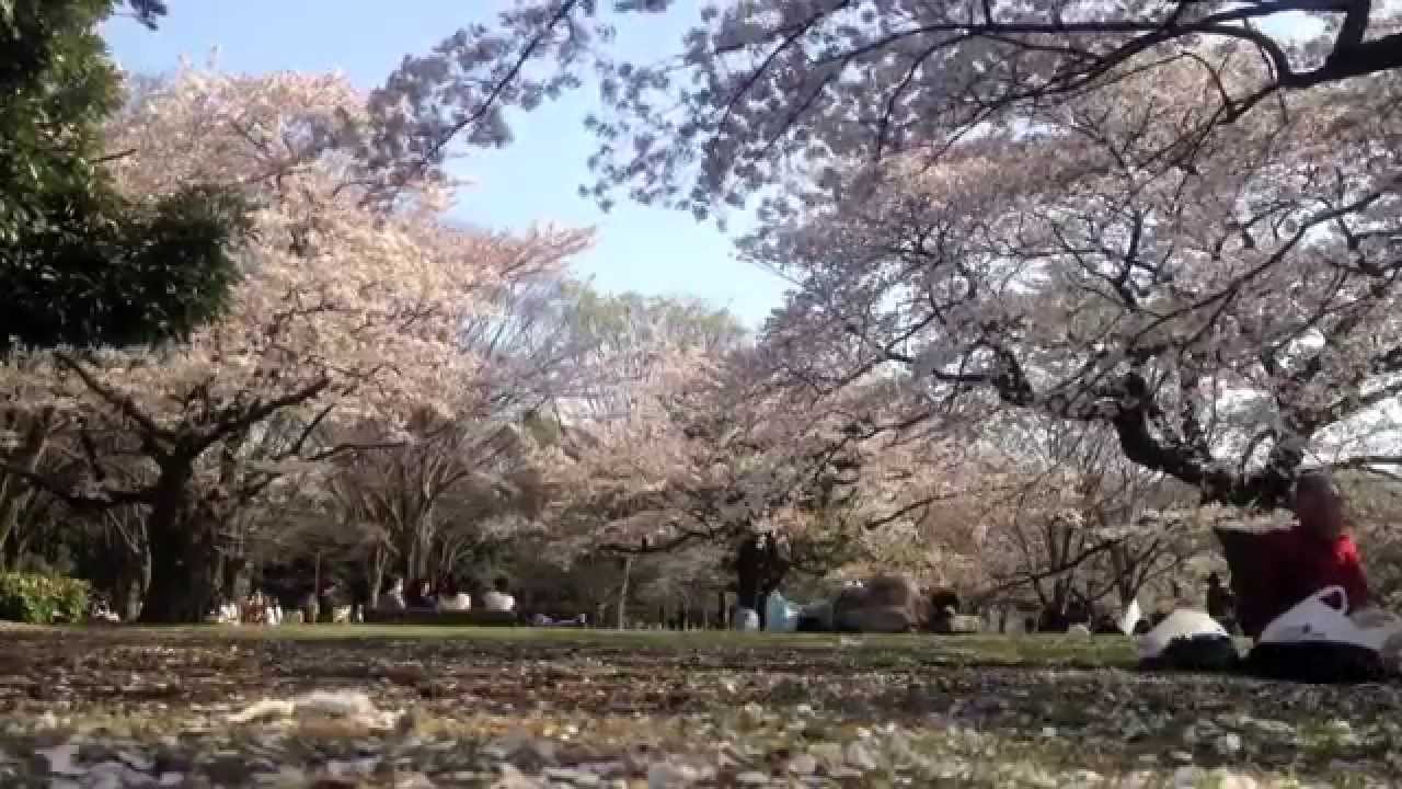 花降る春 Cherry Blossoms - 花降る春 Cherry Blossoms