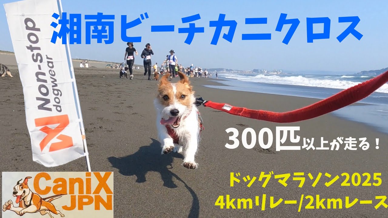 湘南ビーチカニクロス ドッグマラソン2025にジャックラッセルテリアと
