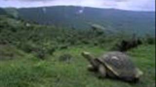 Galicia-Yo-Soy-Gallego-(Milladoiro-Rmx)