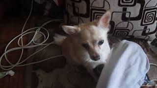 Прикол С Собачкой Чихуахуа