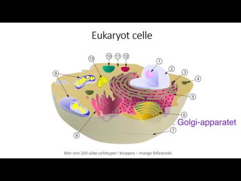 Video: Finnes sekretoriske vesikler i planteceller?