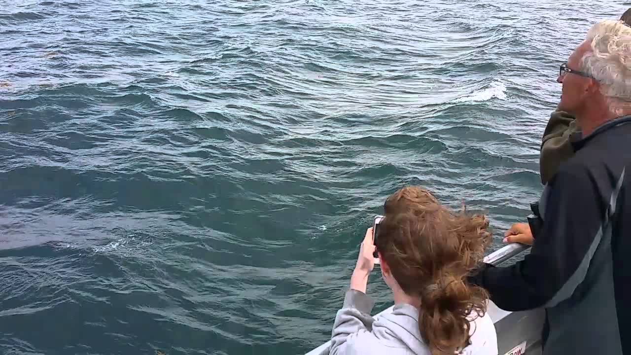 Bar Harbor Maine Whale watch Dolphins - YouTube