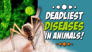 Deadliest Diseases in Animals | Dangerous Animals by Animal Fascination 174 views 3 months ago 15 minutes