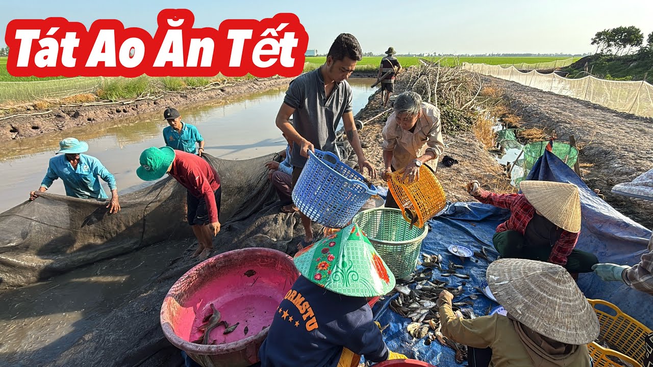 Cảnh Vớt Cá Vui Như Tết | Bông Lúa Đồng Tháp
