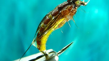 Tying the McPhail Caddis Pupa by Davie McPhail (HD)