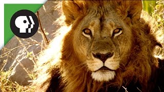 Maned Lioness Displays Both Male and Female Traits