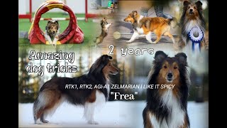 100 AMAZING dog tricks by sheltie Frea| 2 years 🩷 by Focus the sheltie 756 views 1 month ago 4 minutes, 42 seconds