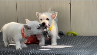 Westie Puppies - 6 weeks old by K&MPawTails 196 views 9 months ago 3 minutes, 35 seconds