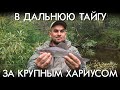 В ДАЛЬНЮЮ ТАЙГУ ЗА КРУПНЫМ ХАРИУСОМ