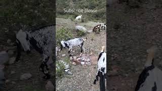 April 11, 2024 Goats Grazing: A Rustic Feast in Nature's Pantry" #nature #beauty #goats