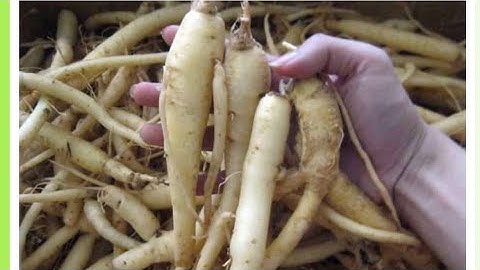 Đi chợ vùng núi cao mua Đẳng Sâm và các loại thảo dược mọc hoang trong rừng.0949859148