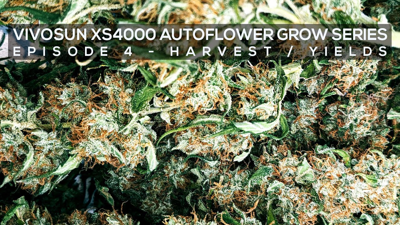Viparspectra XS4000 Grow Series with Autoflower Plants (Ep. 4 - Harvest/ Cure/ Yields)
