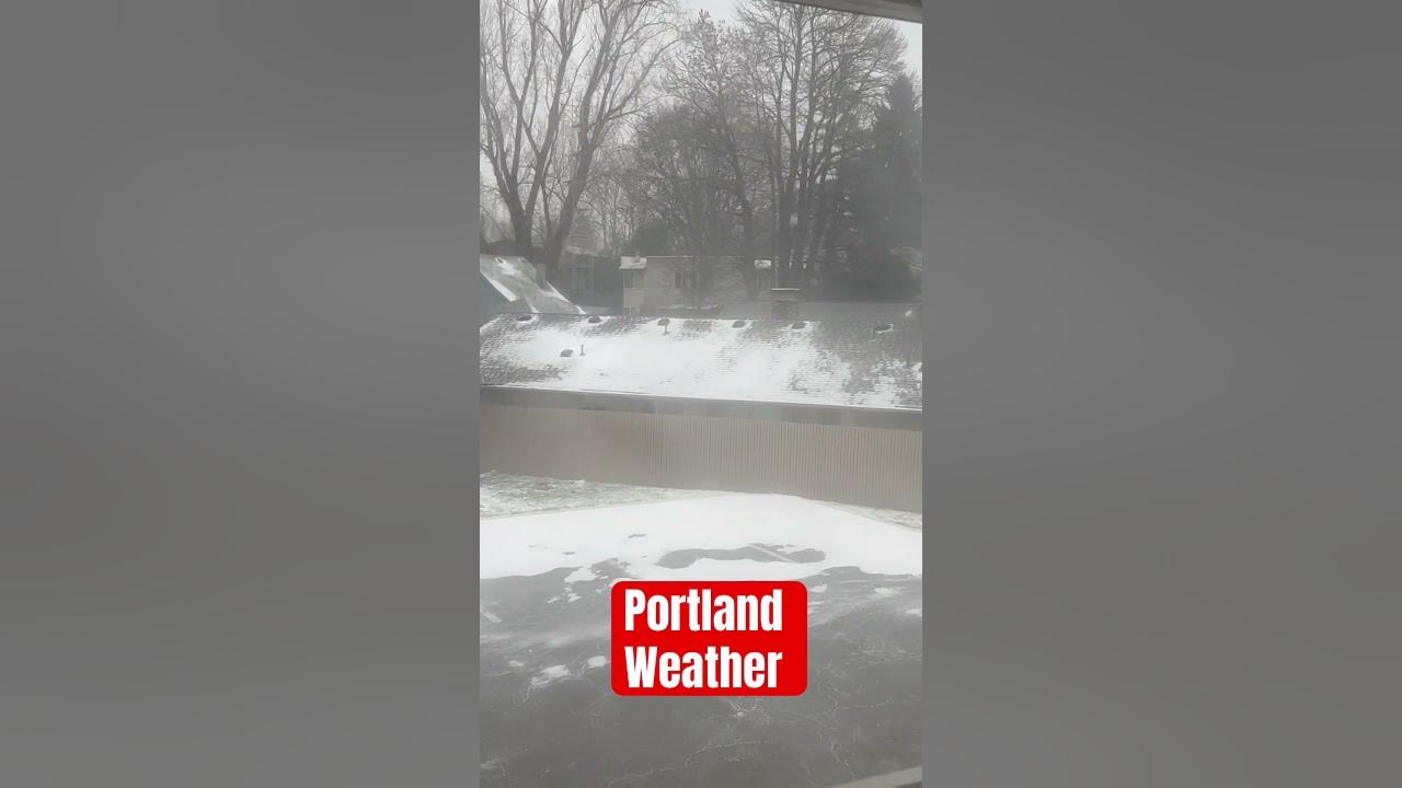 Snowing in Portland 1/13/24 #Shorts