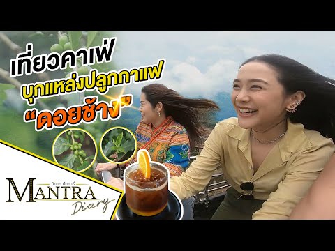 เที่ยวคาเฟ่ บุกแหล่งปลูกกาแฟ “ดอยช้าง” ออกอากาศ 8 สิงหาคม 2564 #มันตราไดอะรี่ #เที่ยวเชียงราย