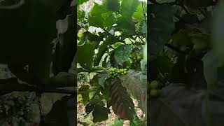 Download Lagu Onak dan Duri MP3