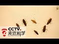 《走近科学》 真菌灭蟑螂：让蟑螂感染真菌 全窝端掉 20190220 | CCTV走近科学官方频道