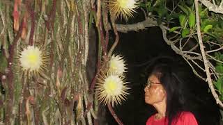 Hidden Secrets - The Night Blooming Cereus