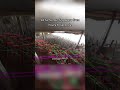#Artificial intelligence #machine learning # deep learning # robotics# coding shorts #coding reels