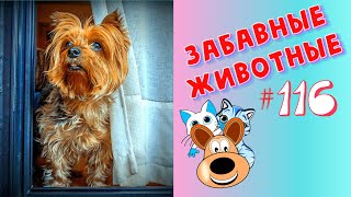 Приколы с Животными #116/ Смешные Животные 2020 / Приколы / Приколы про Животных / Лучшие Приколы