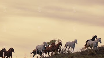 Horses running on a grass field