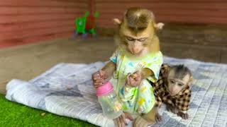 Yummy Mom Have Fruit Send Babe Monkey